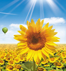 BC����(�й���)�ٷ���վ